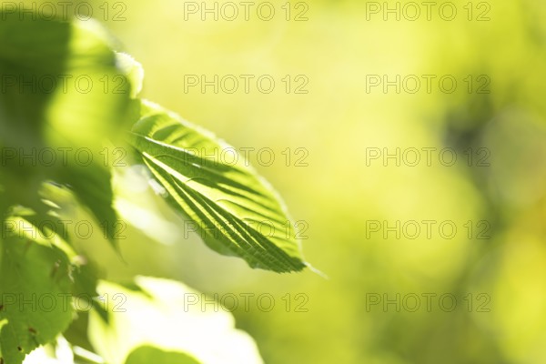 Pale green leaf of a lime tree (Tilia) with light reflections in amospheric sunlight, Cologne, North Rhine-Westphalia, Germany