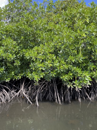 Stilt mangrove (Rhizophora stylosa) stands in lagoon of island in Western Pacific, Pacific Ocean, Yap Island, Yap State, Caroline Islands, Federated States of Micronesia FSM, Australia, Oceania