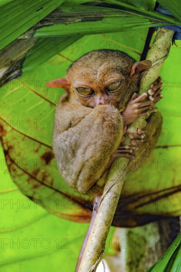 Nocturnal Philippine tarsier (Carlito syrichta), synonym tarsier sitting in sleeping tree, dry-nosed monkey, primate, carnivore, Bohol, Visayas, Philippines