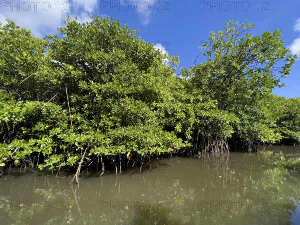 Stilt mangrove (Rhizophora stylosa) stands in lagoon of island in Western Pacific, Pacific Ocean, Yap Island, Yap State, Caroline Islands, Federated States of Micronesia FSM, Australia, Oceania
