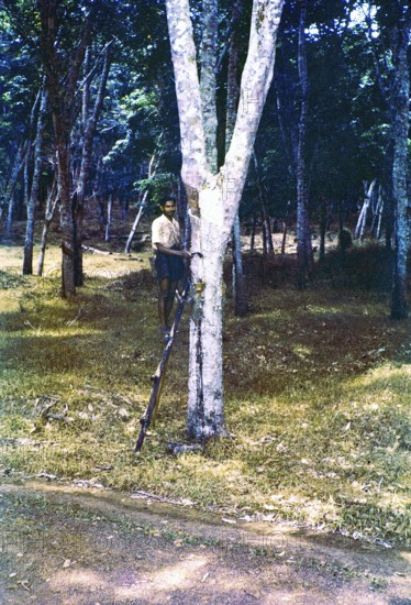 Male rubber tapper standing on ladder next to tree, Malaya, Malaysia, south east Asia 1963