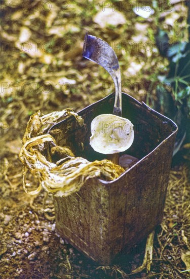 Tin box container container tools used by rubber tapper, Malaya, Malaysia, south east Asia 1963