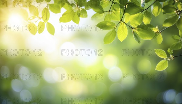Springtime Bliss: Blurred Foliage And Sky With Bright Bokeh, Sunshine Filtering Through Green Trees, Abstract Summertime Scene With Defocused Lights, AI generated
