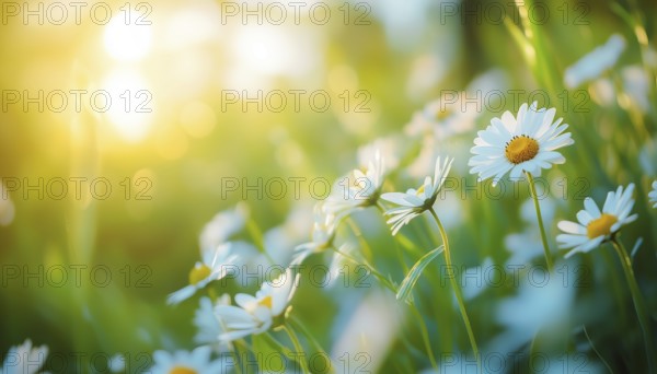 Tranquil Meadow Landscape With Soft Focus Daisy And Vibrant Foliage: A Serene Spring And Summer Closeup Of Idyllic Nature, AI generated