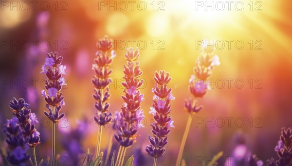 Close-Up Of A Lavender Field Bathed In Sunlight Under An Orange-Gold Sky, With Artistic Sun Rays Creating A Zen And Peaceful Atmosphere. Bright Floral Garden From A Low Point Of View Showcases An Idyllic Display Of Summer Flowers, Evoking Romantic Love And Happy Blooms, AI generated
