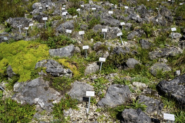 Rock garden with vegetables and herbs, botanical garden Münster, North Rhine-Westphalia, Germany