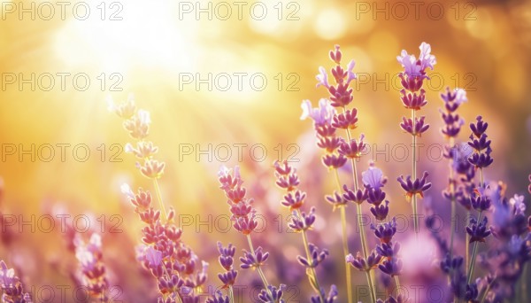 Close-Up View Of Lavender Field In The Sunlight Under An Orange And Gold Sky With Artistic Sun Rays: A Peaceful, Idyllic Floral Garden In Summer, AI generated