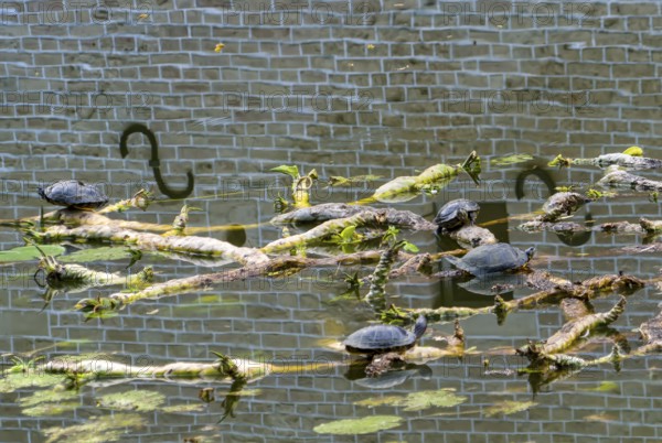 European pond turtle also called European pond terrapin or European pond tortoise, (Emys orbicularis), Senden Castle, Senden, North Rhine-Westphalia, Germany