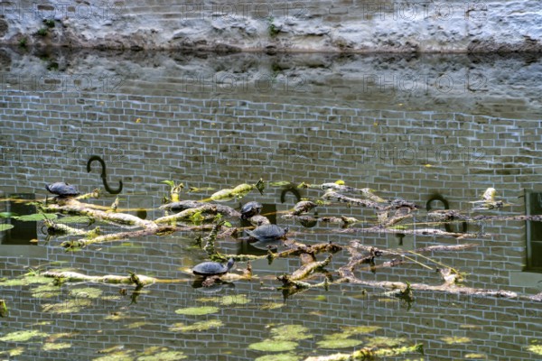 European pond turtle also called European pond terrapin or European pond tortoise, (Emys orbicularis), Senden Castle, Senden, North Rhine-Westphalia, Germany