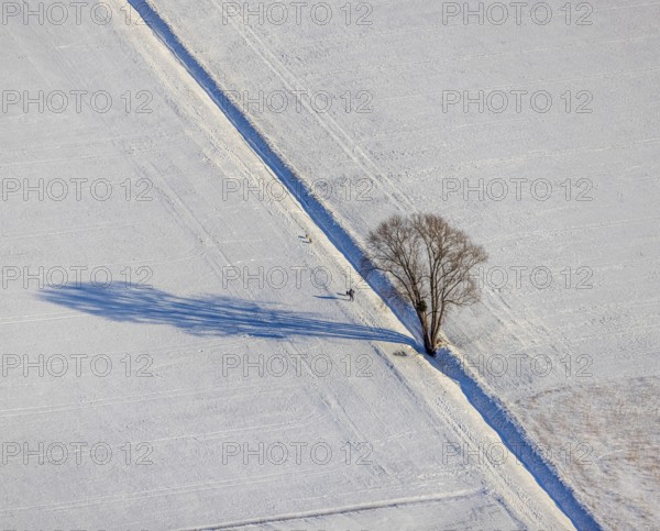 Aerial view, snow-covered fields, winter, single trees cast shadows in the snow, Uentrop, Hamm, Soester Börde, North Rhine-Westphalia, Germany, Soester, Börde, DE, Europe, birds-eyes, view, aerial photography, aerial photography, aerial photography, overview, overview, bird's eye view, snow