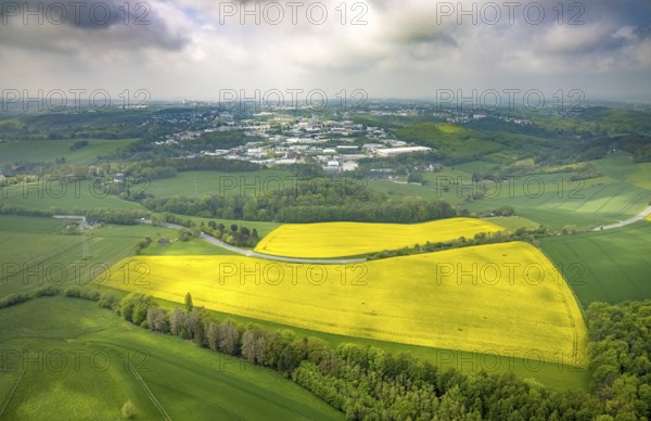 Aerial view, rape fields Rottberger Straße, view of the Siemensstraße industrial estate, Velbert, Ruhr area, North Rhine-Westphalia, Germany, DE, Europe, aerial view, aerial photography, aerial photography, overview, bird's-eye view, overview