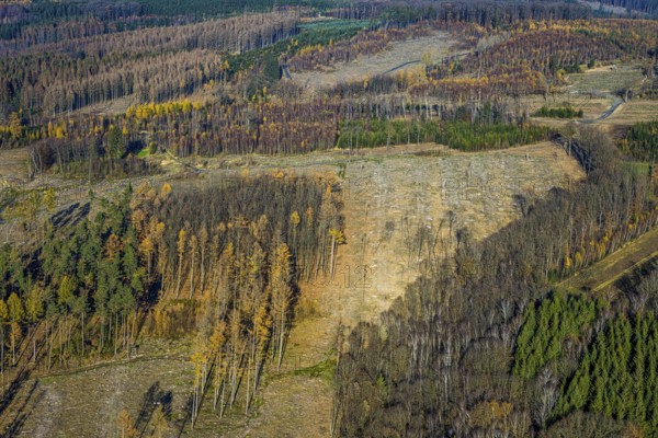 Aerial view, alder groves north of Amecke landscape conservation area, forest area with forest damage in the Amecke district of Sundern, Sauerland, North Rhine-Westphalia, Germany, tree mortality, bark beetle damage, bark beetle plague, DE, Europe, spruce mortality, clear-cutting, aerial photograph, aerial photography, aerial photography, nature reserve, Sundern, overview, bird's eye view, forest, forest damage, forest dieback, birds-eyes view, overview