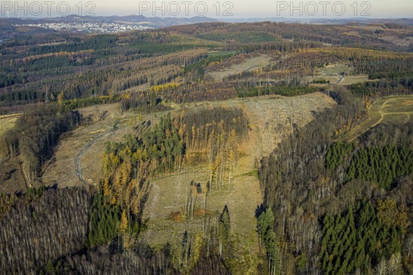 Aerial view, alder groves north of Amecke landscape conservation area, forest area with forest damage in the Amecke district of Sundern, Sauerland, North Rhine-Westphalia, Germany, tree mortality, bark beetle damage, bark beetle plague, DE, Europe, spruce mortality, clear-cutting, aerial photograph, aerial photography, aerial photography, nature reserve, Sundern, overview, bird's eye view, forest, forest damage, forest dieback, birds-eyes view, overview