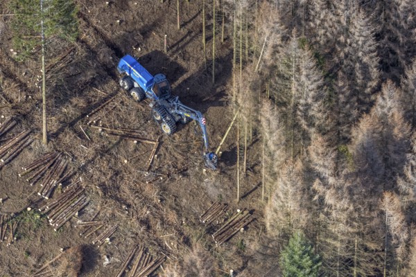 Aerial view, forest damage in forest area with harvester near Hellefeld, Westenfeld, Sundern, Sauerland, North Rhine-Westphalia, Germany, tree mortality, DE, Europe, shapes and colours, harvester, timber harvesting machine, timber harvester, crane harvester, aerial view, aerial photography, aerial photography, overview, bird's-eye view, forest, forest area, forest damage, forest dieback, forest harvester, birds-eyes view, overview, spruce dieback, bark beetle plague, bark beetle damage, dead spruce, spruce clear-cut, clear-cutting, damaged wood