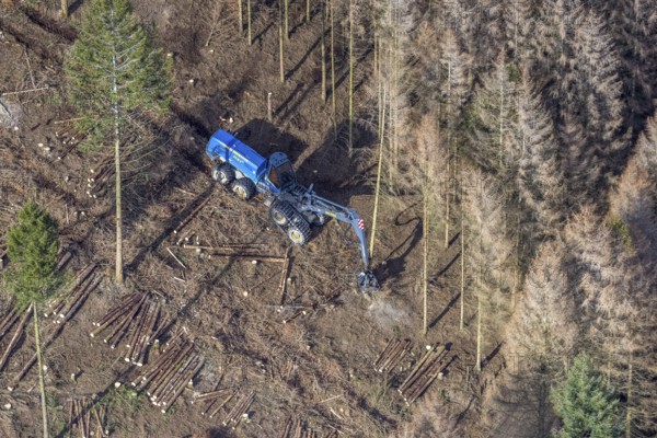 Aerial view, forest damage in forest area with harvester near Hellefeld, Westenfeld, Sundern, Sauerland, North Rhine-Westphalia, Germany, tree mortality, DE, Europe, shapes and colours, harvester, timber harvesting machine, timber harvester, crane harvester, aerial view, aerial photography, aerial photography, overview, bird's-eye view, forest, forest area, forest damage, forest dieback, forest harvester, birds-eyes view, overview, spruce dieback, bark beetle plague, bark beetle damage, dead spruce, spruce clear-cut, clear-cutting, damaged wood
