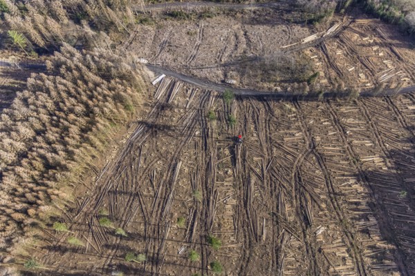 Aerial view, forest damage in forest area with harvester near Hellefeld, Westenfeld, Sundern, Sauerland, North Rhine-Westphalia, Germany, tree mortality, DE, Europe, shapes and colours, harvester, timber harvesting machine, timber harvester, crane harvester, aerial view, aerial photography, aerial photography, overview, bird's-eye view, forest, forest area, forest damage, forest dieback, forest harvester, birds-eyes view, overview, spruce dieback, bark beetle plague, bark beetle damage, dead spruce, spruce clear-cut, clear-cutting, damaged wood