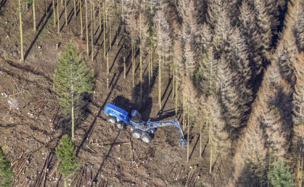 Aerial photo, forest damage in forest area with harvester near Hellefeld, Westenfeld, Sundern, Sauerland, North Rhine-Westphalia, Germany