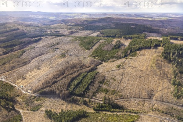 Aerial photo, forest damage in the forest area near Hellefeld, Westenfeld, Sundern, Sauerland, North Rhine-Westphalia, Germany, tree dieback, DE, Europe, aerial photo, aerial photography, aerial photography, overview, bird's eye view, forest, forest area, forest damage, forest dieback, birds-eyes view, overview, spruce dieback, bark beetle plague, bark beetle damage, dead spruce, spruce clear-cut, clear-cutting, damaged wood