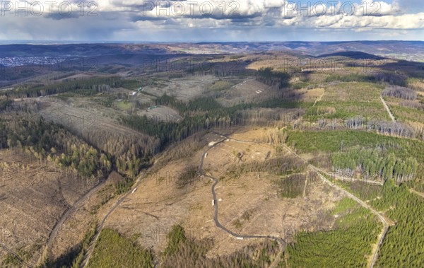 Aerial photo, forest damage in the forest area near Hellefeld, Westenfeld, Sundern, Sauerland, North Rhine-Westphalia, Germany, tree dieback, DE, Europe, aerial photo, aerial photography, aerial photography, overview, bird's eye view, forest, forest area, forest damage, forest dieback, birds-eyes view, overview, spruce dieback, bark beetle plague, bark beetle damage, dead spruce, spruce clear-cut, clear-cutting, damaged wood