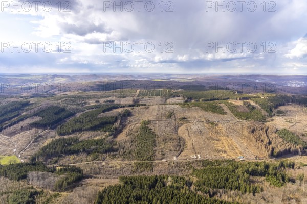Aerial photo, forest damage in the forest area near Hellefeld, Westenfeld, Sundern, Sauerland, North Rhine-Westphalia, Germany, tree dieback, DE, Europe, aerial photo, aerial photography, aerial photography, overview, bird's eye view, forest, forest area, forest damage, forest dieback, birds-eyes view, overview, spruce dieback, bark beetle plague, bark beetle damage, dead spruce, spruce clear-cut, clear-cutting, damaged wood