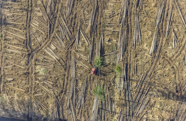 Aerial view, forest damage in forest area with harvester near Hellefeld, Westenfeld, Sundern, Sauerland, North Rhine-Westphalia, Germany, tree mortality, DE, Europe, shapes and colours, harvester, timber harvesting machine, timber harvester, crane harvester, aerial view, aerial photography, aerial photography, overview, bird's-eye view, forest, forest area, forest damage, forest dieback, forest harvester, birds-eyes view, overview, spruce dieback, bark beetle plague, bark beetle damage, dead spruce, spruce clear-cut, clear-cutting, damaged wood