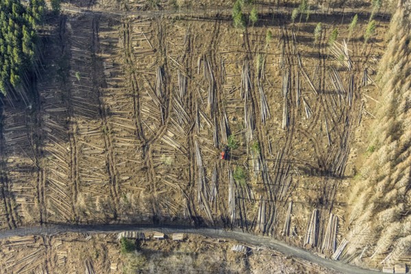 Aerial view, forest damage in forest area with harvester near Hellefeld, Westenfeld, Sundern, Sauerland, North Rhine-Westphalia, Germany, tree mortality, DE, Europe, shapes and colours, harvester, timber harvesting machine, timber harvester, crane harvester, aerial view, aerial photography, aerial photography, overview, bird's-eye view, forest, forest area, forest damage, forest dieback, forest harvester, birds-eyes view, overview, spruce dieback, bark beetle plague, bark beetle damage, dead spruce, spruce clear-cut, clear-cutting, damaged wood