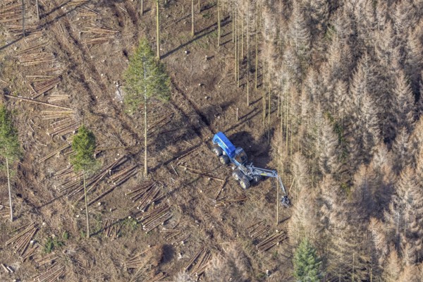 Aerial view, forest damage in forest area with harvester near Hellefeld, Westenfeld, Sundern, Sauerland, North Rhine-Westphalia, Germany, tree mortality, DE, Europe, shapes and colours, harvester, timber harvesting machine, timber harvester, crane harvester, aerial view, aerial photography, aerial photography, overview, bird's-eye view, forest, forest area, forest damage, forest dieback, forest harvester, birds-eyes view, overview, spruce dieback, bark beetle plague, bark beetle damage, dead spruce, spruce clear-cut, clear-cutting, damaged wood