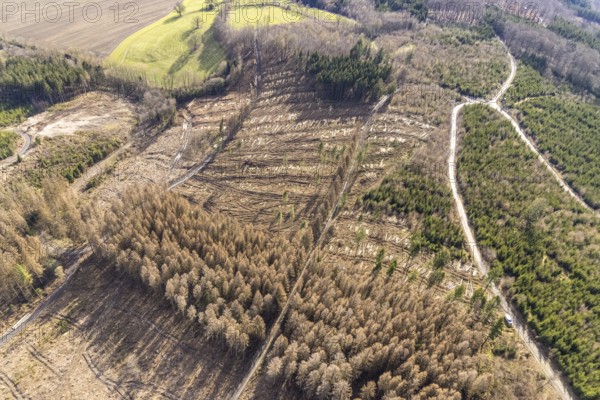 Aerial view, forest damage in forest area with harvester near Hellefeld, Westenfeld, Sundern, Sauerland, North Rhine-Westphalia, Germany, tree mortality, DE, Europe, shapes and colours, harvester, timber harvesting machine, timber harvester, crane harvester, aerial view, aerial photography, aerial photography, overview, bird's-eye view, forest, forest area, forest damage, forest dieback, forest harvester, birds-eyes view, overview, spruce dieback, bark beetle plague, bark beetle damage, dead spruce, spruce clear-cut, clear-cutting, damaged wood