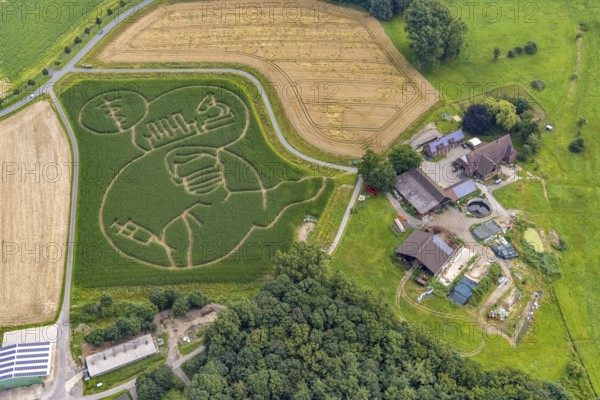 Benedikt Lünemann conjures up a maize labyrinth in his field every year. It is usually socially critical or political motifs. This year, it is a person with mouth and nose protection receiving a vaccination. The farmer's appeal: Get vaccinated against Corona!, Cappenberg, Selm, Ruhr area, North Rhine-Westphalia, Germany, DE, Europe, aerial photo, birds-eyes view, aerial photography, aerial photography, overview, bird's eye view
