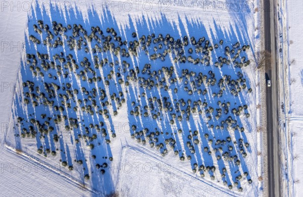 Aerial view, trees on Werler Landstraße, trees cast shadows on snow-covered field, winter, Soest, Soester Börde, North Rhine-Westphalia, Germany, Soester, Börde, DE, Europe, birds-eyes, view, aerial photography, aerial photography, overview, overview, bird's eye view, winter weather, snow, onset of winter, cold, trees, field