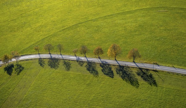 Aerial view, tree avenue in autumn colours near Ebbinghof in the district of Wormbach in Schmallenberg, Sauerland, North Rhine-Westphalia, Germany, tree at the roadside, tree avenue, tree row, tree row at the roadside, tree series, DE, Europe, aerial view, aerial photography, aerial photography, shadow casting, Schmallenberg, overview, bird's-eye view, overview