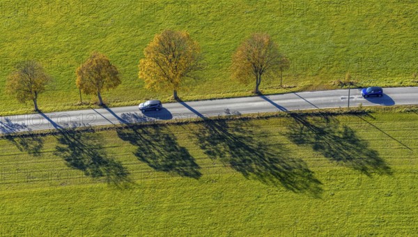 Aerial view, tree avenue in autumn colours near Ebbinghof in the district of Wormbach in Schmallenberg, Sauerland, North Rhine-Westphalia, Germany, tree at the roadside, tree avenue, tree row, tree row at the roadside, tree series, DE, Europe, aerial view, aerial photography, aerial photography, shadow casting, Schmallenberg, overview, bird's-eye view, overview