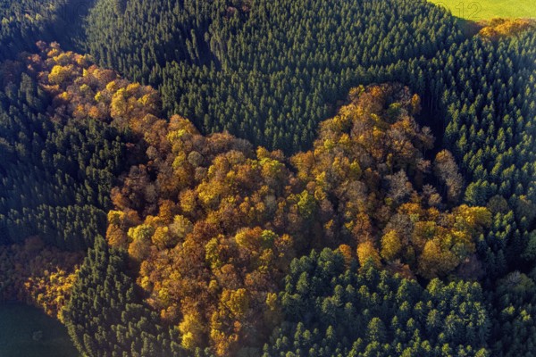 Aerial view, mixed forest in autumn colours in the district Altenilpe in Schmallenberg, Sauerland, North Rhine-Westphalia, Germany, DE, Europe, autumn colours, autumn forest, autumn forest colours, aerial view, aerial photography, aerial photography, mixed forest, Schmallenberg, overview, bird's-eye view, birds-eyes view, autumnal forest, overview