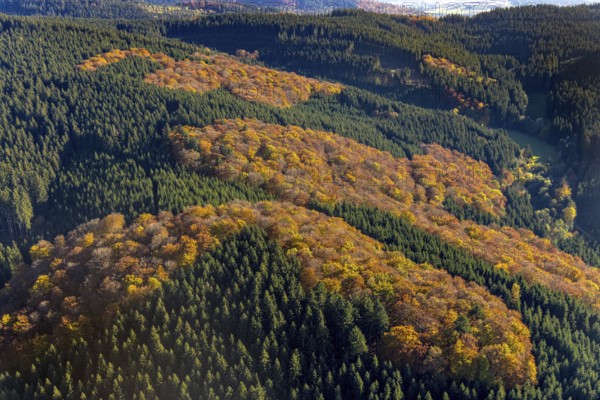 Aerial view, mixed forest in autumn colours in the district Altenilpe in Schmallenberg, Sauerland, North Rhine-Westphalia, Germany, DE, Europe, autumn colours, autumn forest, autumn forest colours, aerial view, aerial photography, aerial photography, mixed forest, Schmallenberg, overview, bird's-eye view, birds-eyes view, autumnal forest, overview