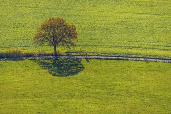 Aerial view, tree avenue in autumn colours near Ebbinghof in the district of Wormbach in Schmallenberg, Sauerland, North Rhine-Westphalia, Germany, tree at the roadside, tree avenue, tree row, tree row at the roadside, tree series, DE, Europe, aerial view, aerial photography, aerial photography, shadow casting, Schmallenberg, overview, bird's-eye view, overview