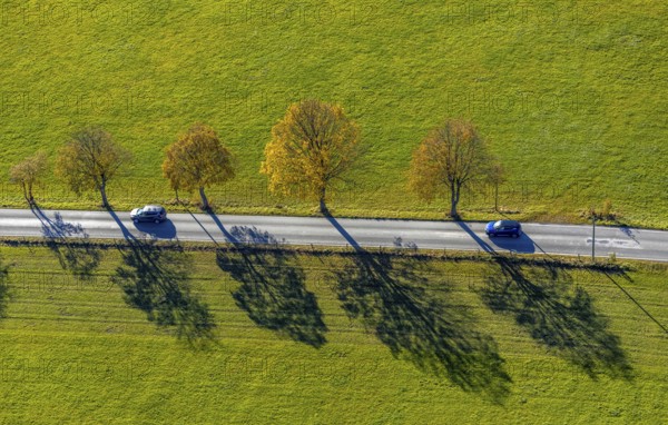 Aerial view, tree avenue in autumn colours near Ebbinghof in the district of Wormbach in Schmallenberg, Sauerland, North Rhine-Westphalia, Germany, tree at the roadside, tree avenue, tree row, tree row at the roadside, tree series, DE, Europe, aerial view, aerial photography, aerial photography, shadow casting, Schmallenberg, overview, bird's-eye view, overview