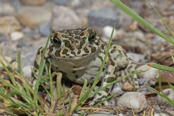 Green toad sitting on stones with green plants looking from the front, Lake Neusiedl, Burgenland, Austria
