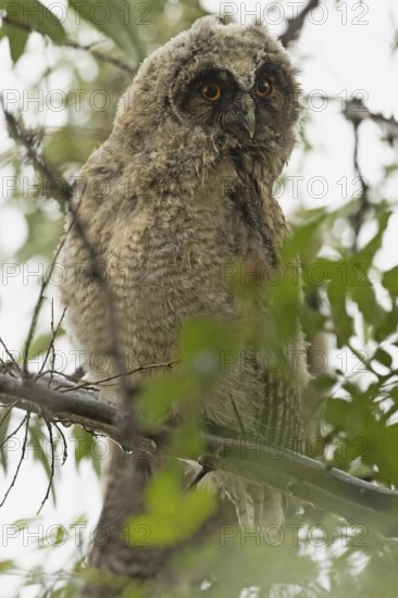 Long-eared owl young bird sitting on a branch with green leaves looking from the front, Lake Neusiedl, Burgenland, Austria