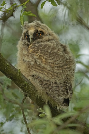 Long-eared owl young bird sitting on branch with green leaves looking left, Lake Neusiedl, Burgenland, Austria