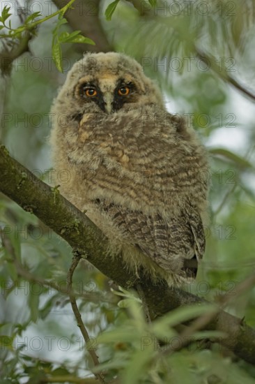 Long-eared owl young bird sitting on a branch with green leaves looking from the front, Lake Neusiedl, Burgenland, Austria