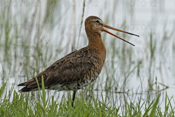 Black-tailed godwit with open beak standing at the water's edge with green stalks looking right, Lake Neusiedl, Burgenland, Austria