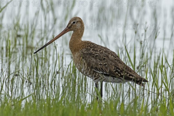 Black-tailed godwit standing at the water's edge with green stalks looking left, Lake Neusiedl, Burgenland, Austria