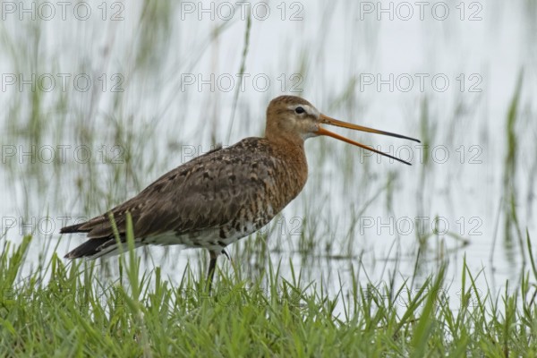 Black-tailed godwit with open beak standing at the water's edge with green stalks looking right, Lake Neusiedl, Burgenland, Austria
