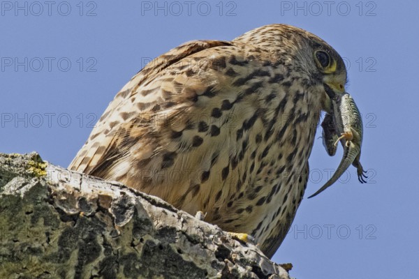 Kestrel female with lizard in beak standing on tree trunk looking right in front of blue sky, Lake Neusiedl, Burgenland, Austria