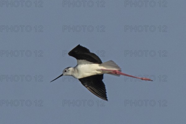 Stilt with open wings flying left looking in front of blue sky, Lake Neusiedl, Burgenland, Austria