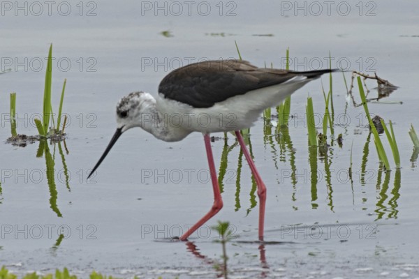 Stilt standing in water looking left, Lake Neusiedl, Burgenland, Austria