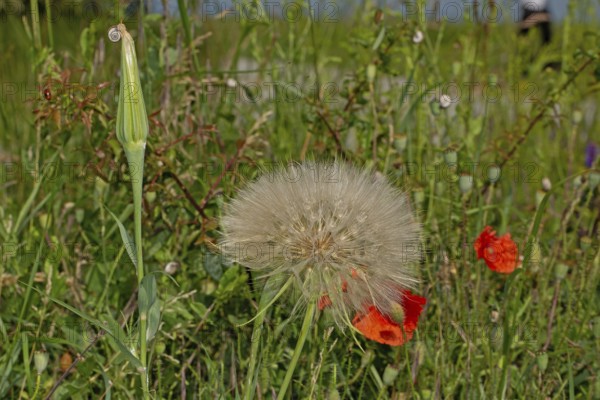 Meadow boksbeard white fruit stand in green meadow with red flowers and closed green fruit stand with scroll, Lake Neusiedl, Burgenland, Austria