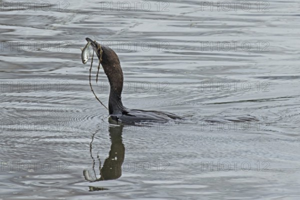 Pygmy Cormorant with fish in beak swimming in water looking left, Lake Neusiedl, Burgenland, Austria