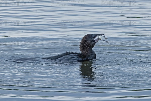 Pygmy Cormorant with fish in beak swimming in water looking right, Lake Neusiedl, Burgenland, Austria