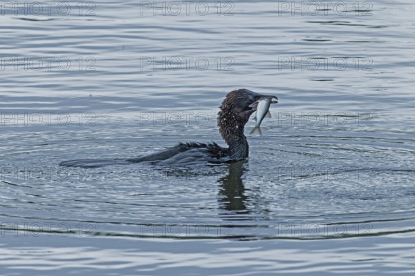 Pygmy Cormorant with fish in beak swimming in water looking right, Lake Neusiedl, Burgenland, Austria